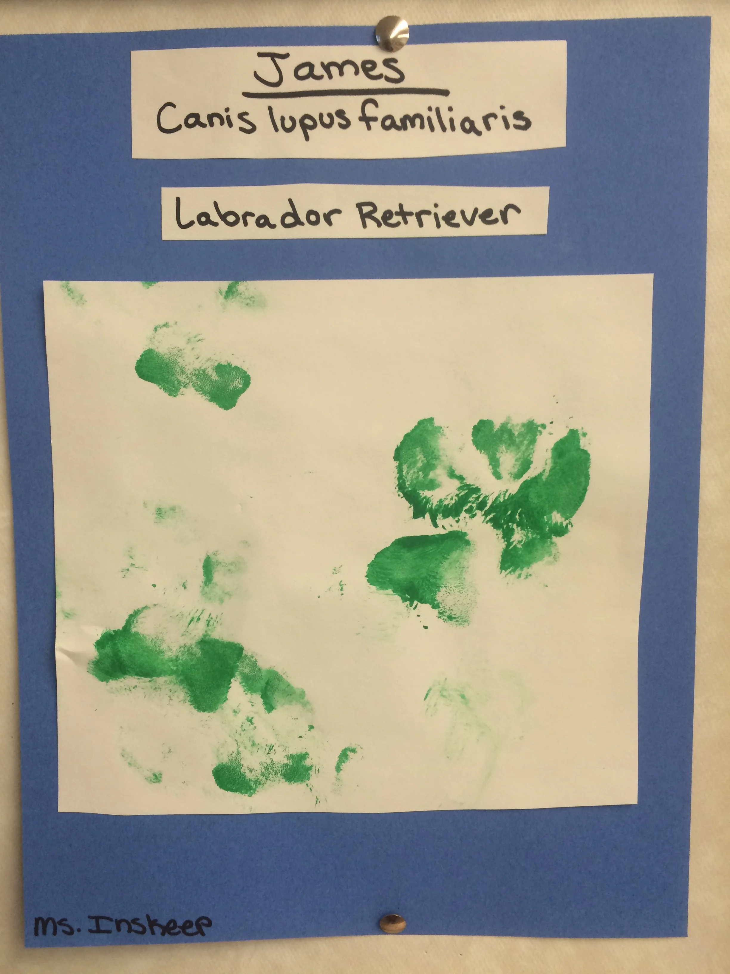 Making meaningful connections. Domestic dogs and wolves. (Copy)