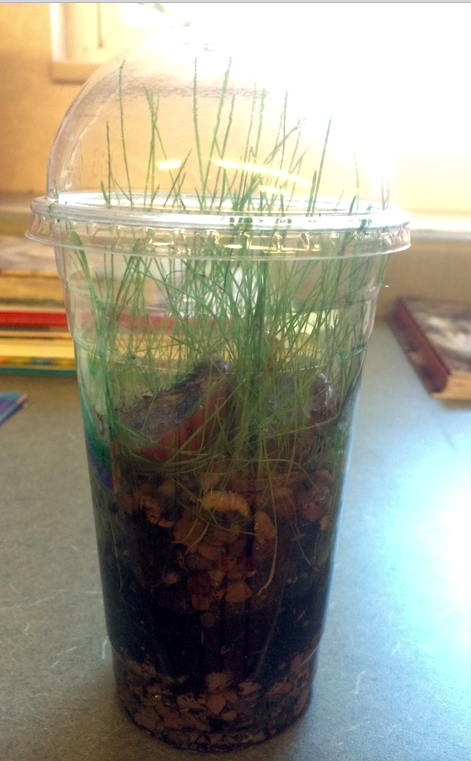 whitney_inskeep_living_things_enviroment