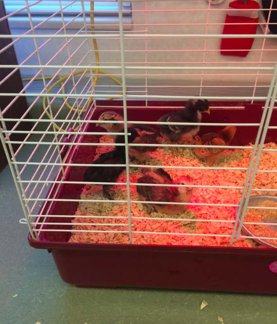 whitney_inskeep_class_pets