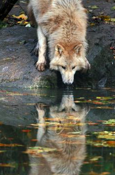 whitney_inskeep_reflection