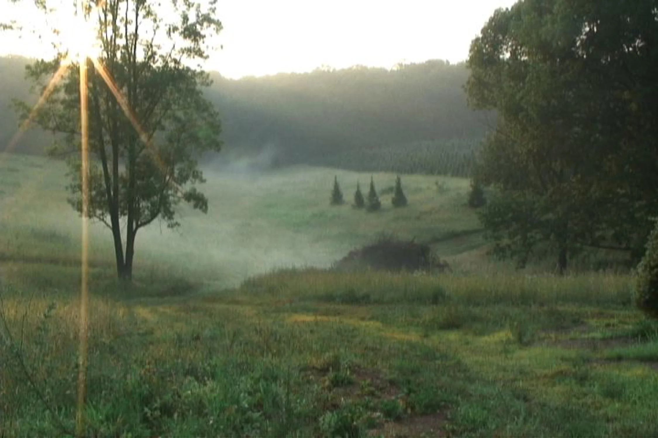 Intro 01-03-02 Trees with sunburst 00062823.jpg