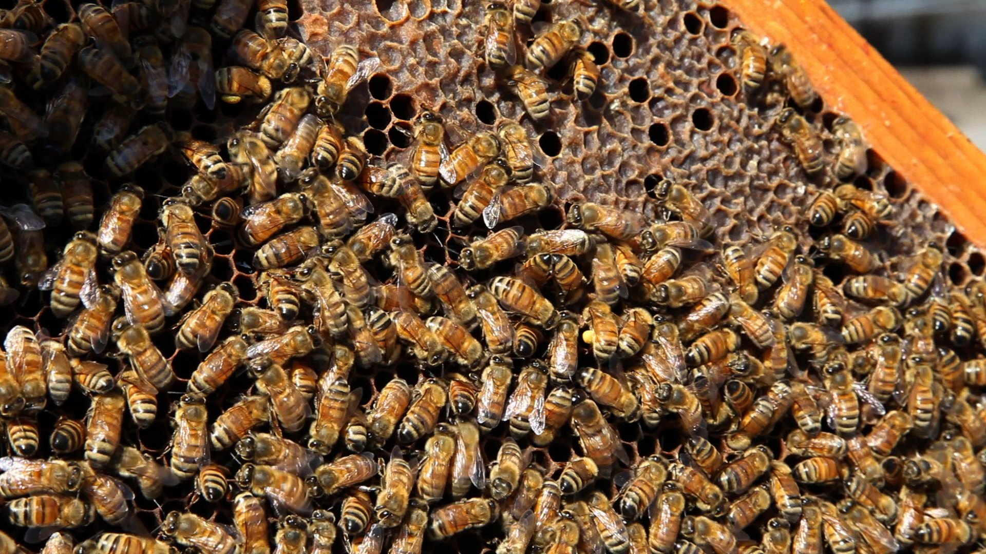 Bees on frame.jpg