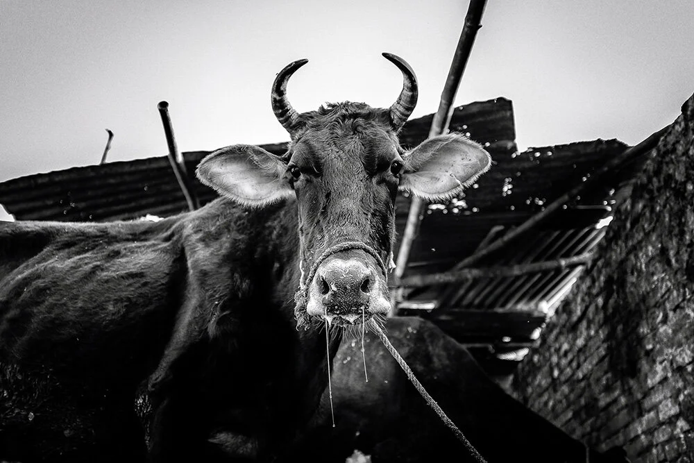 1 Holy Cow.jpg
