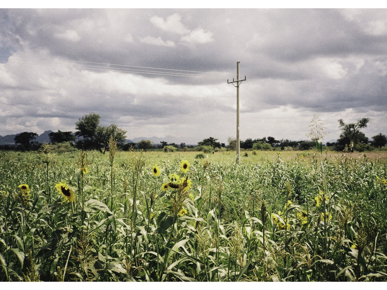 Sunflower field_1500px new.jpg