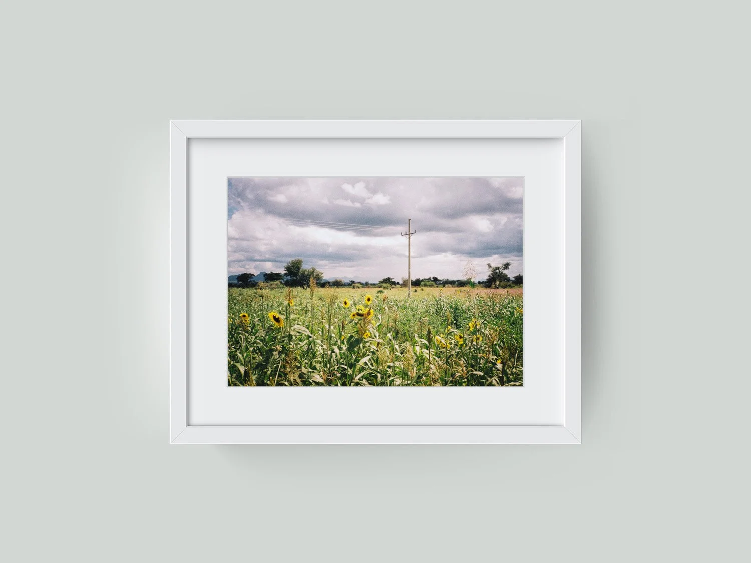 Sunflower field framed.jpg
