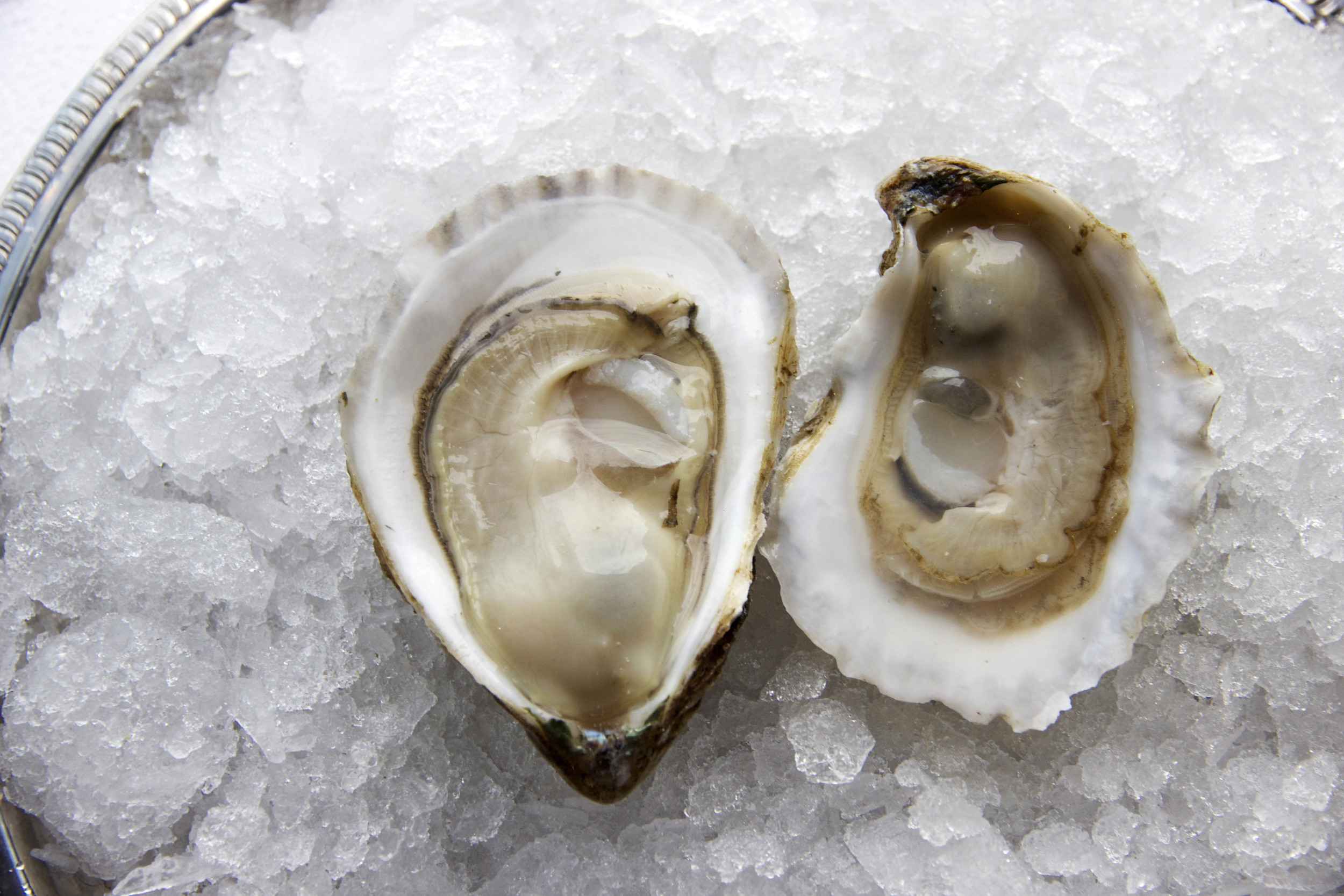 oysteronice.jpeg