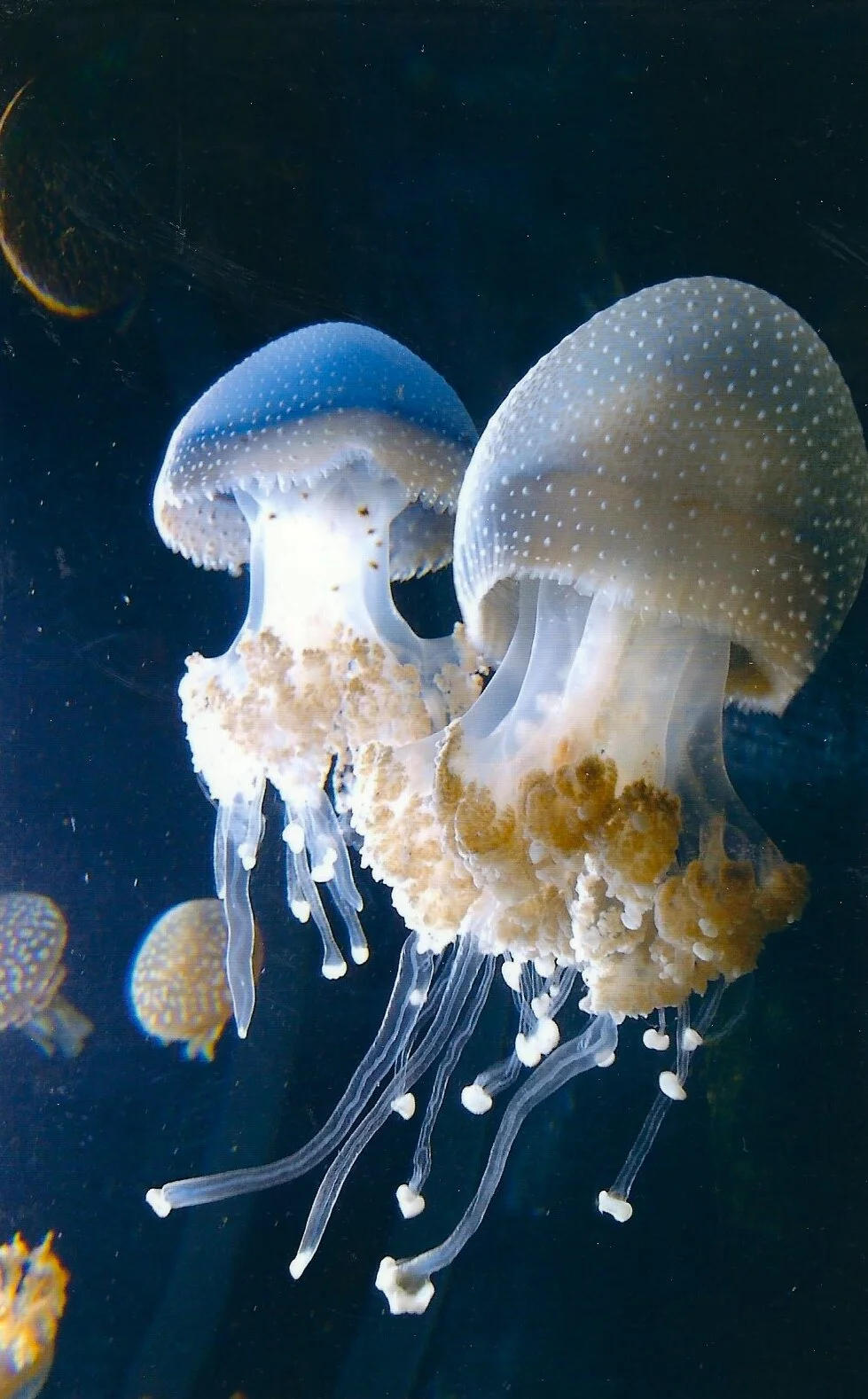 Element 15 Phosphorus