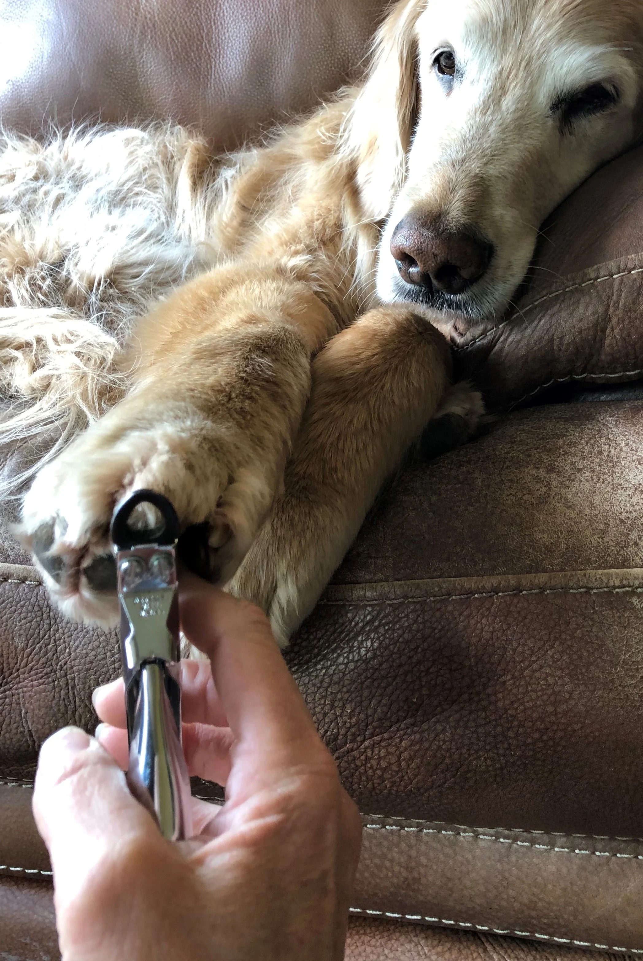 dog nail trimming harness