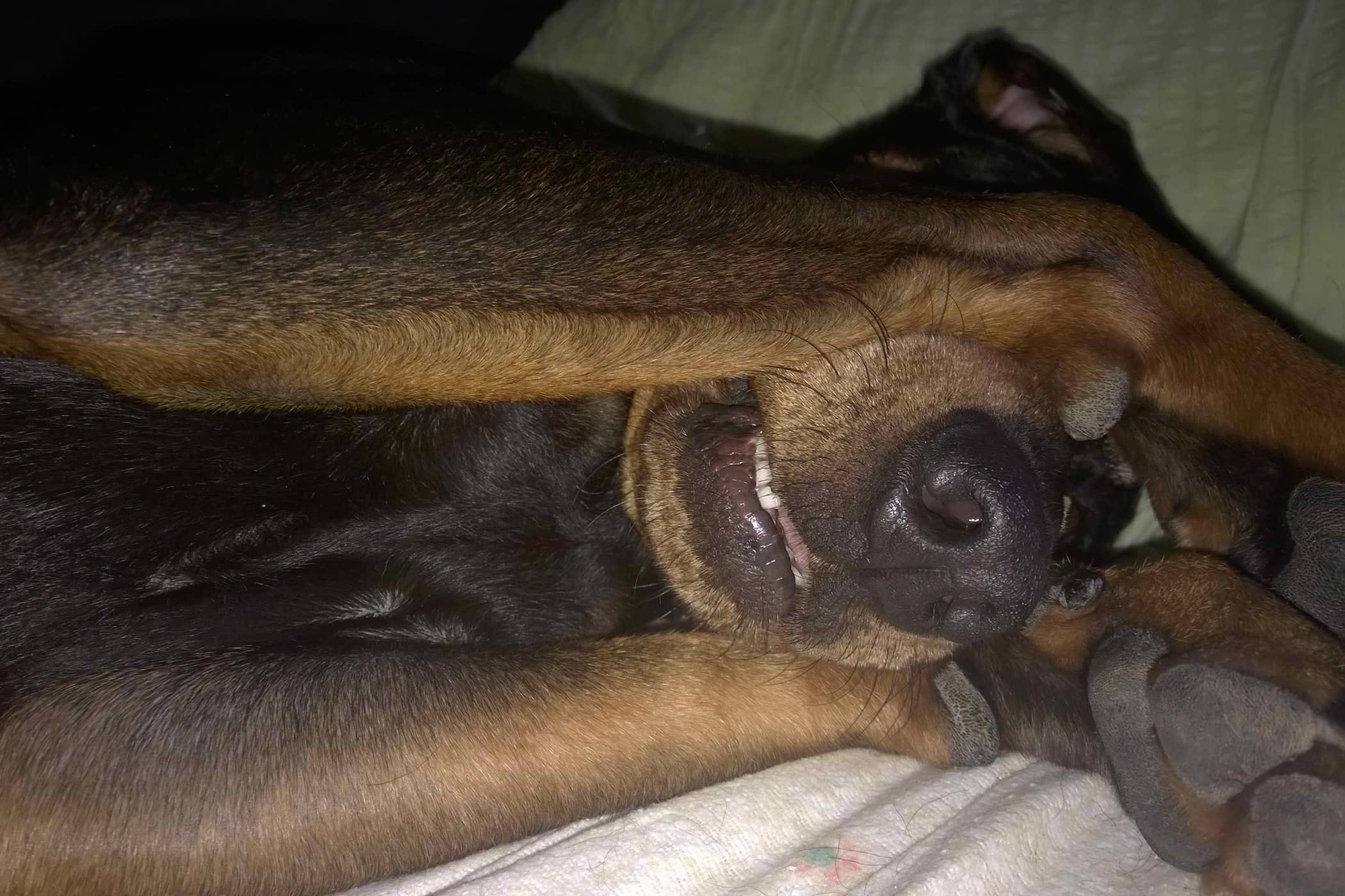 Dog hiding eyes.jpg