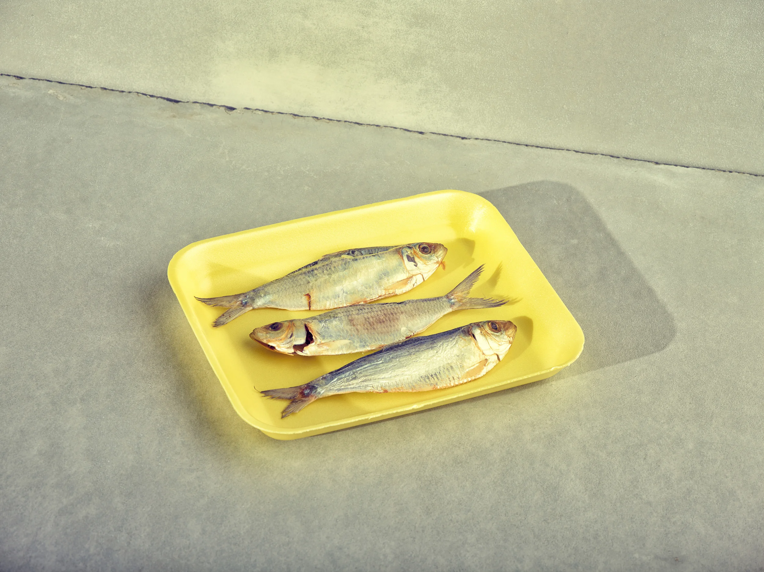 Fishy Big.jpg