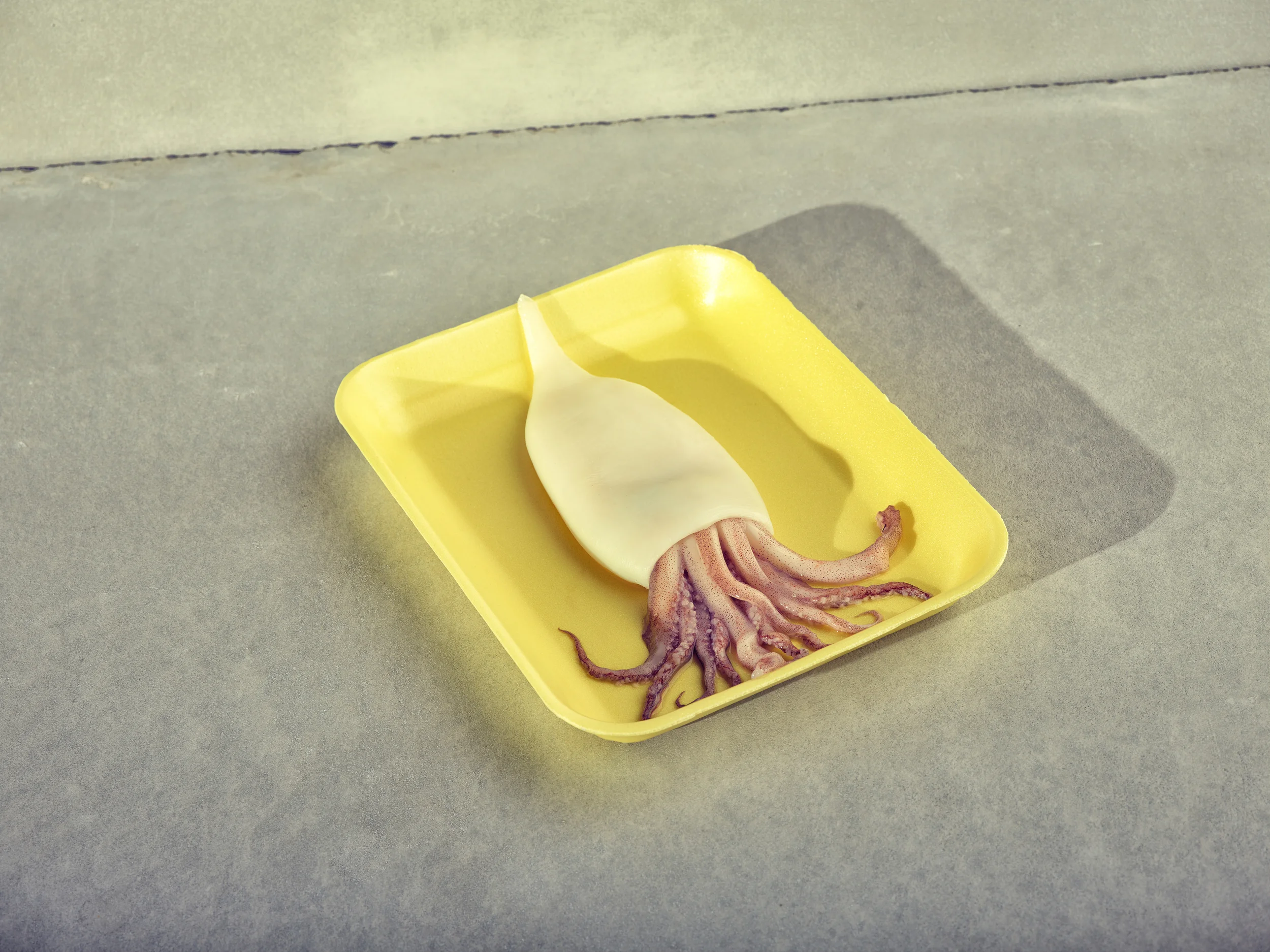 Squid Big.jpg