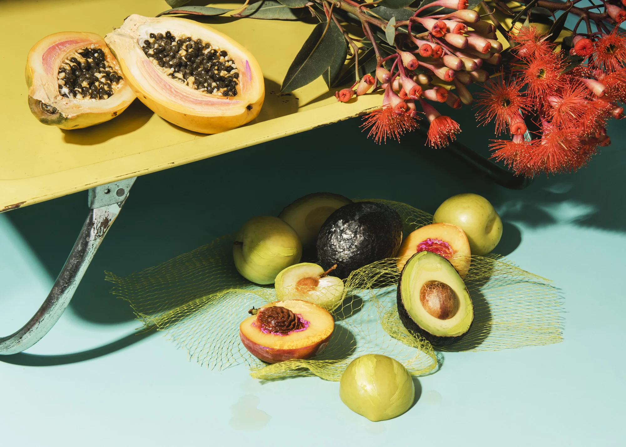 Fruit_Test_Aug174532.jpg