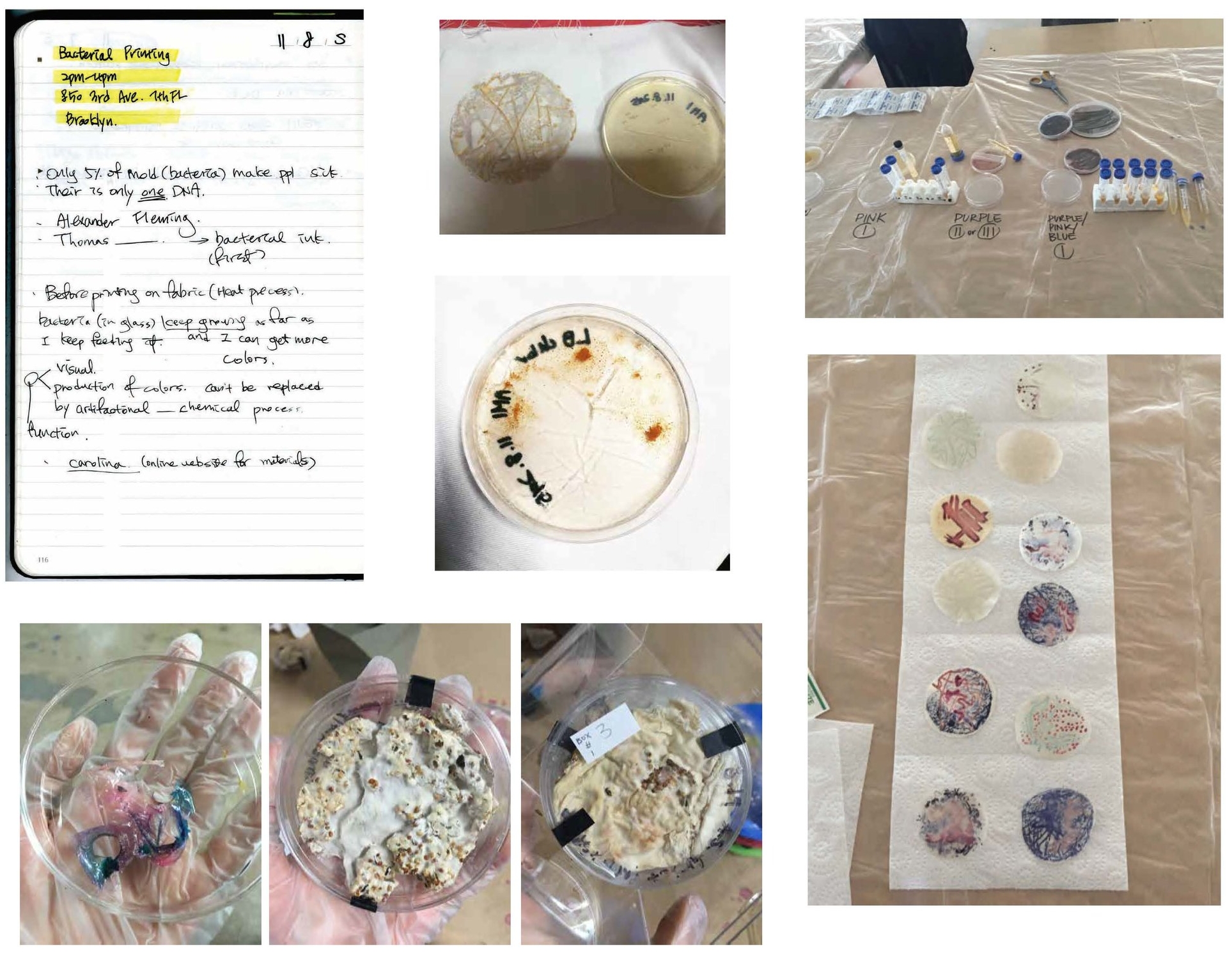  Biological experiment;  I grew my own textile prints led by Ali Schachtschneider and Annelie Koller who are Parsons School of Design alumni researchers working with biology. In this workshop, bacteria was a biologically grown design medium, and it w