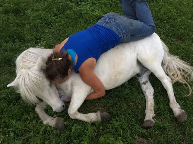 Shasta Shasta is our Shetland Pony, around nine years old. He is like the weather, feisty and magical. We love him very much. He is our unicorn. He is our sun gazer. He is our astral connection. Shasta is the Founding Member of our current herd, beginning May 8, 2013.