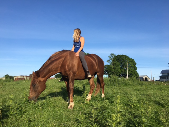 Sasupi Sasupi is our Hanoverian mare, 18 years old. She loves to keep the herd safe and close together. She welcomes us in and we learn the nature of horses. She shares her senses with us. She is generous, patient and caring. She is brave and communicative. She doesn't want to be left behind on adventures. She likes carrots. 
