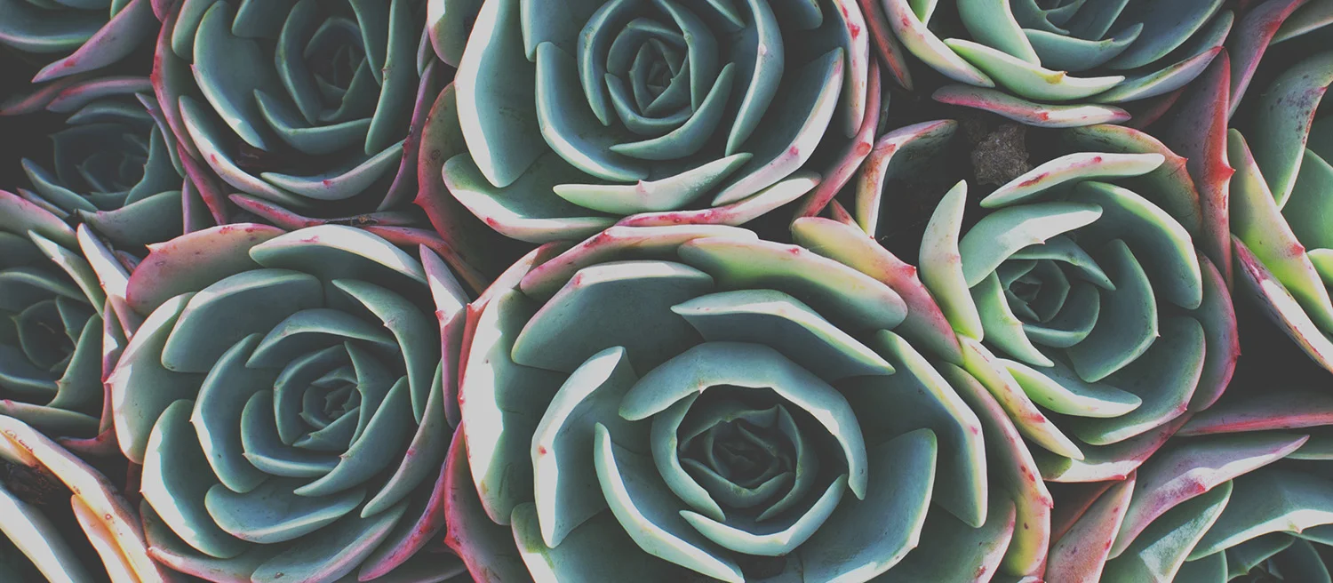 Liza-Morgan-Yoga-Massage-Succulents.jpg