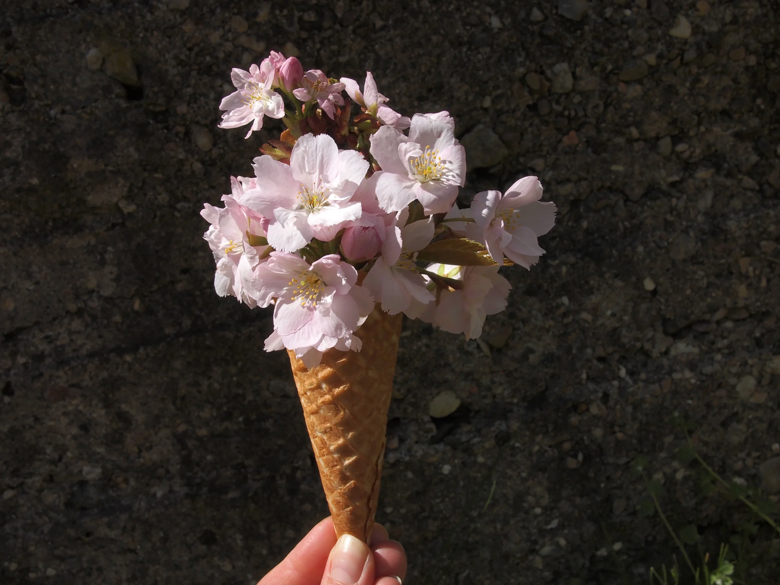 Garden Flowers