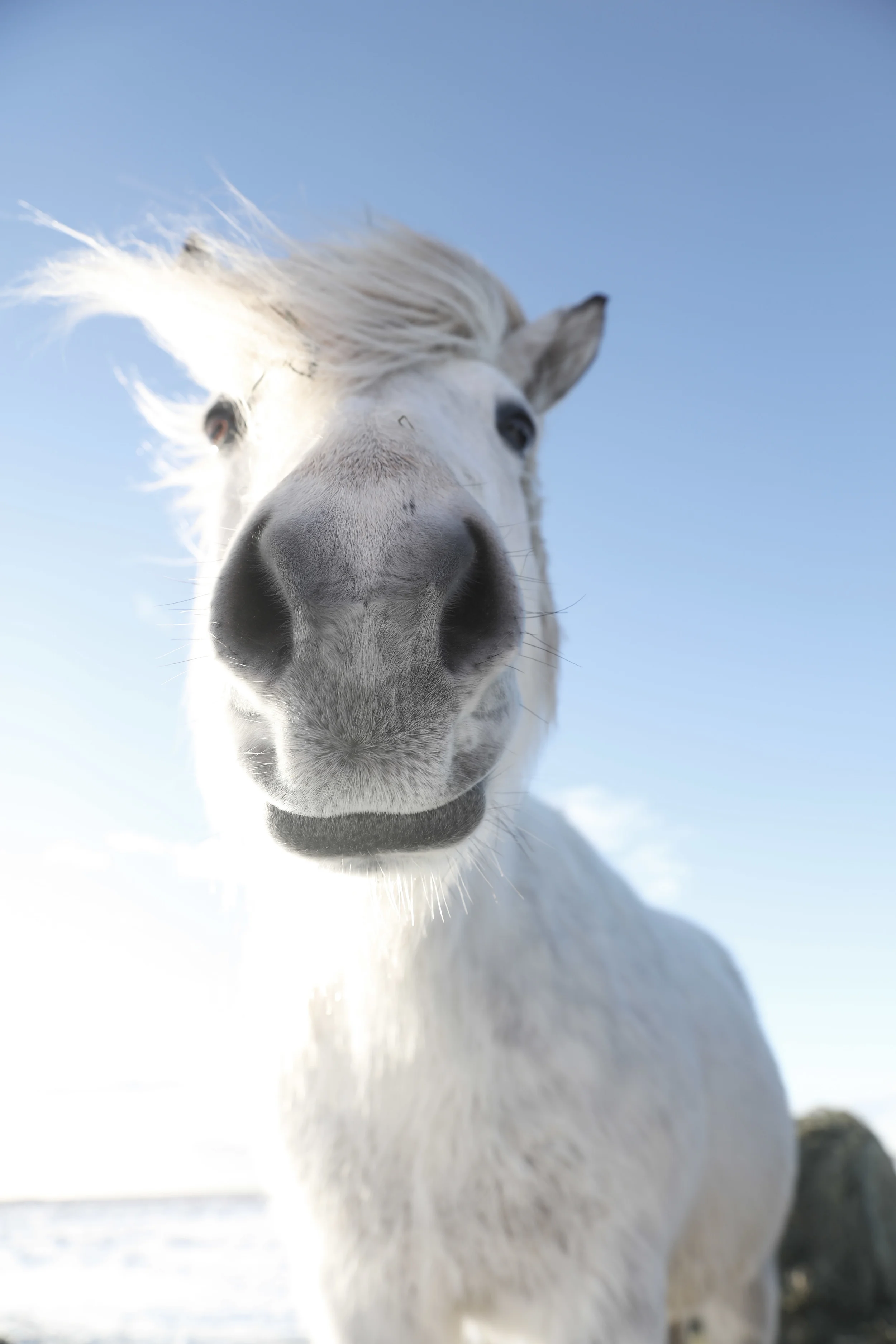 Beautiful Icelandic horses are the friendliest horses