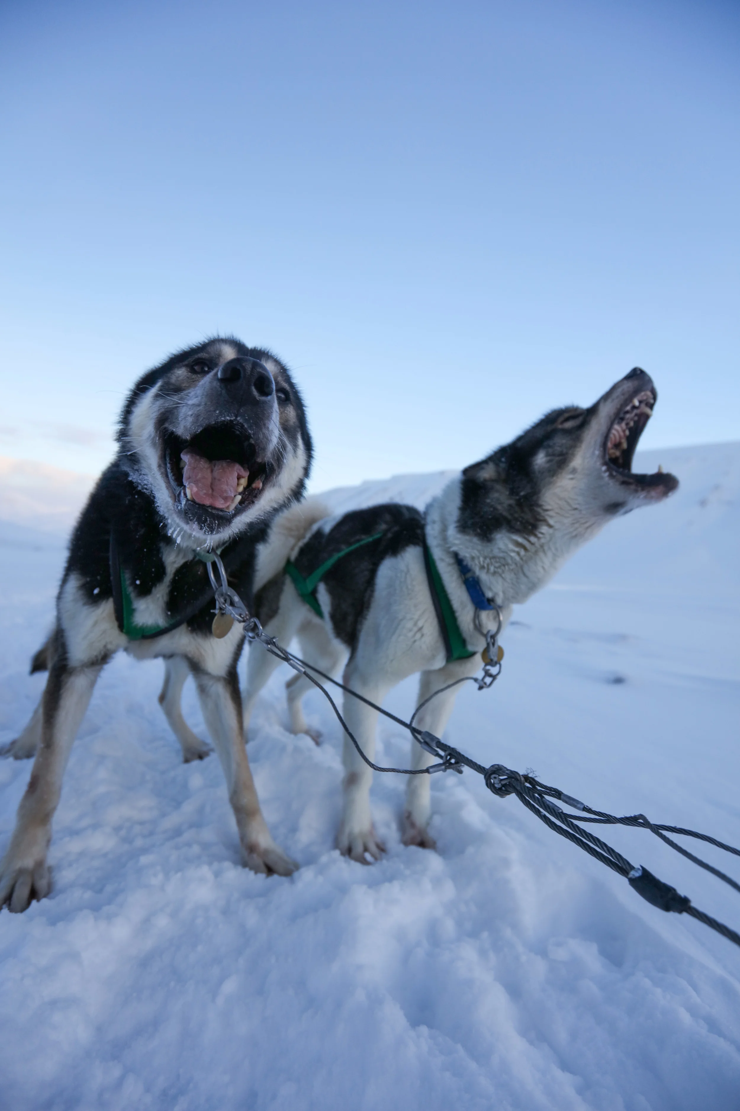 Dogsleding is a must when you are in Svalbard, these dogs live to work