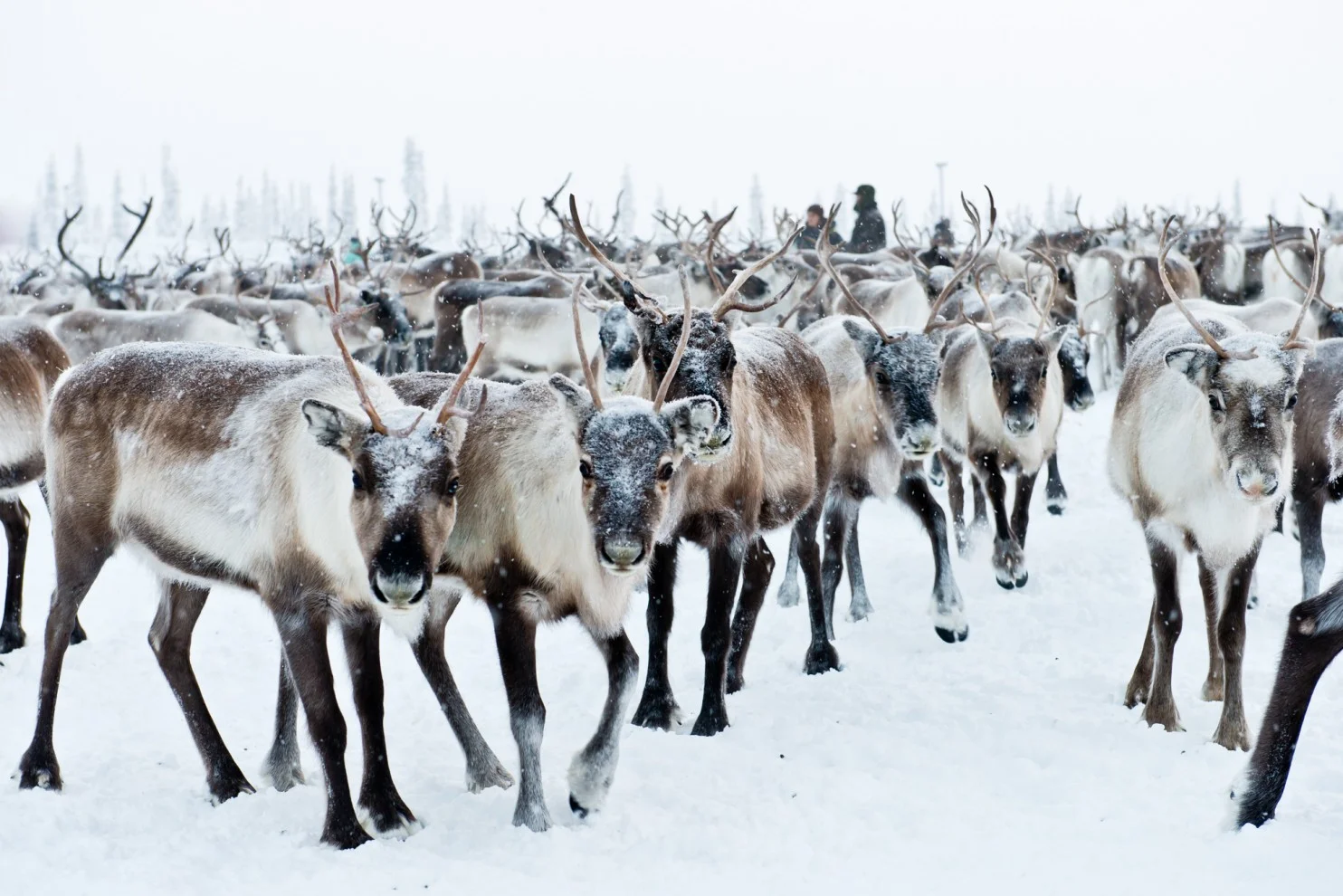 Reindeer have been herded for centuries by the Sámi. Image source