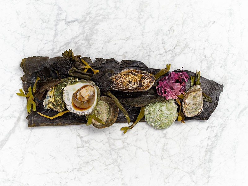 Oysters