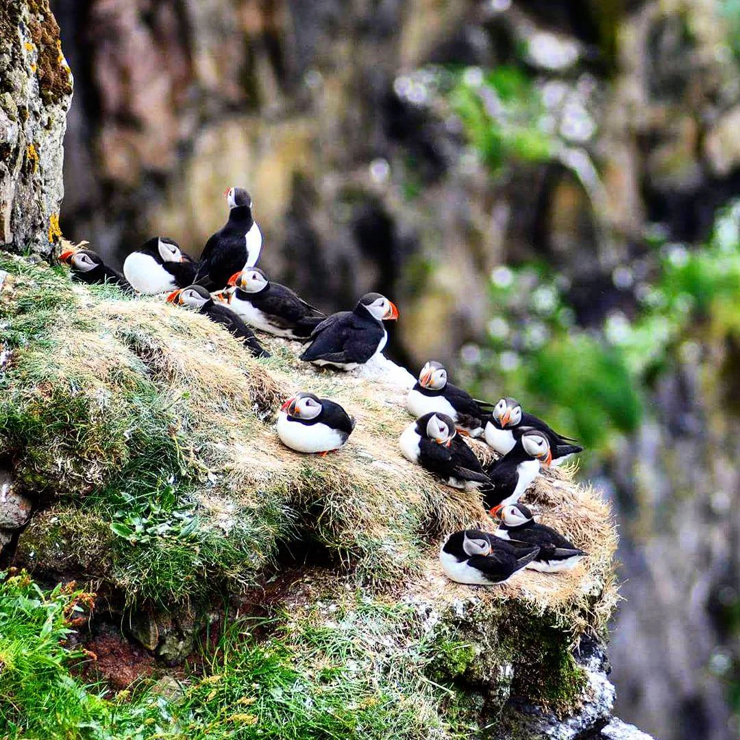 Mykines island. Every summer hundreds of thousands of puffins flock to this island every year.