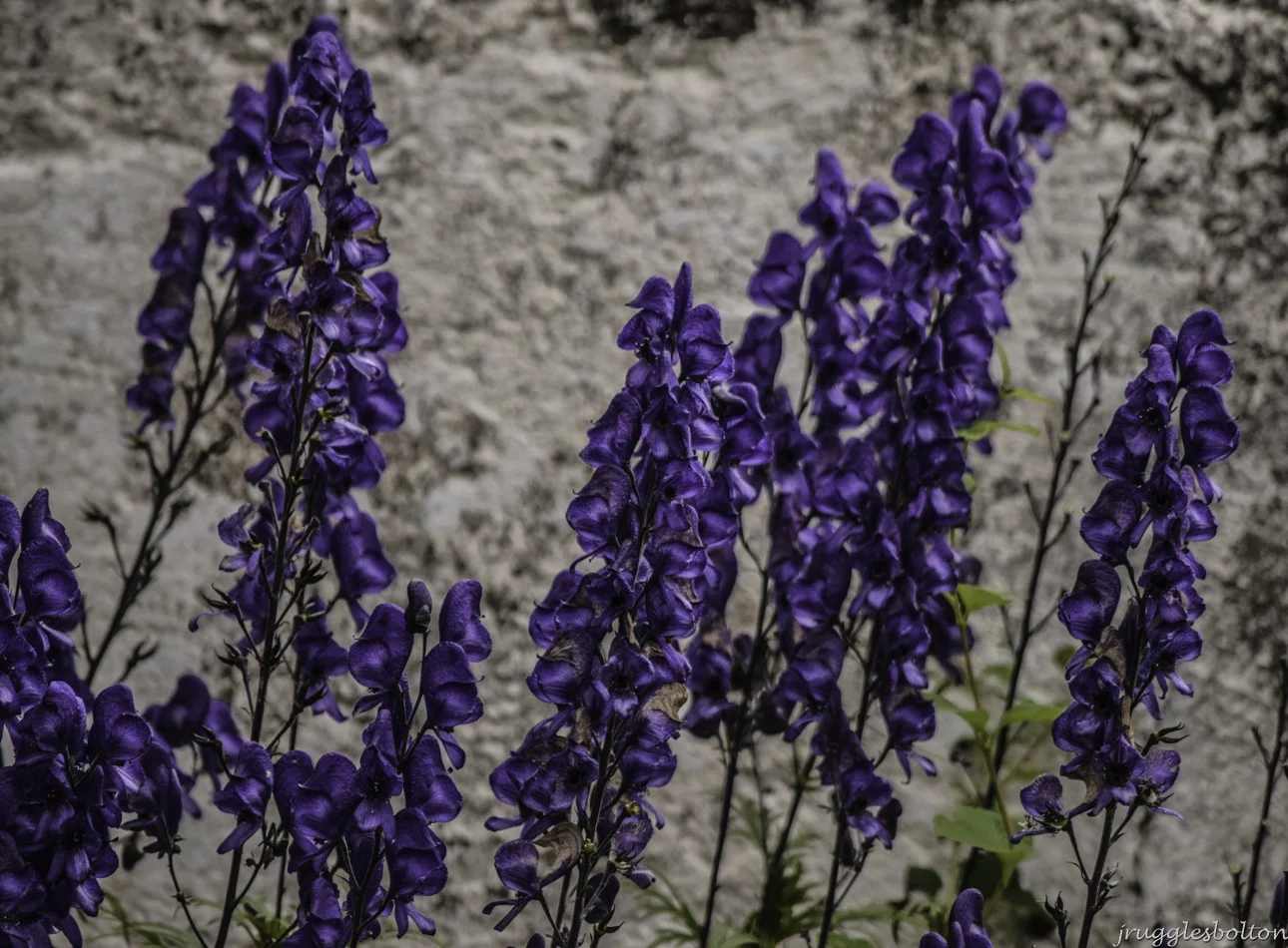 Lupine.jpg