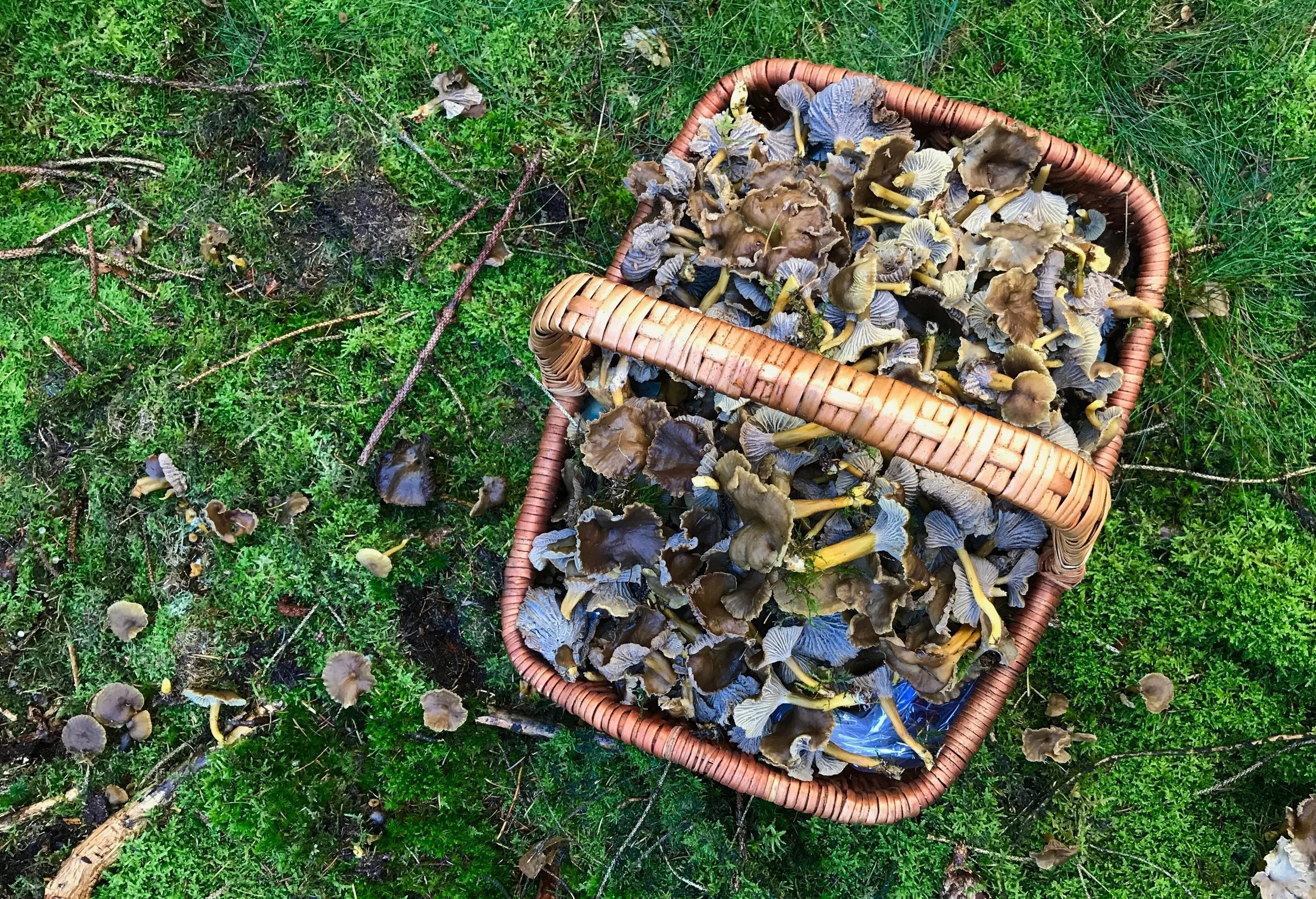 “I love picking wild mushrooms, it works like meditation for me. This is a basket full of winter chanterelles.”