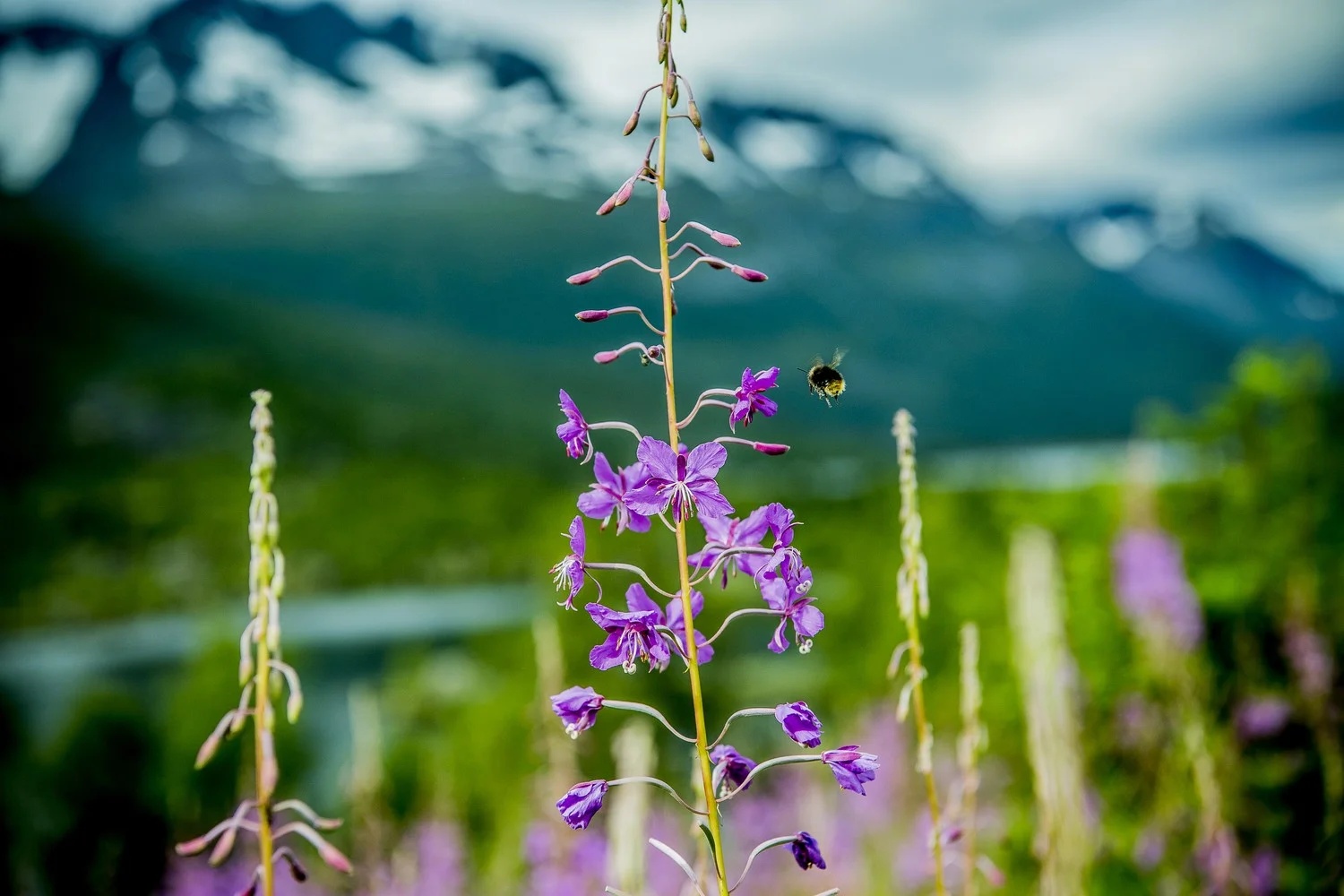 Blomster-i-Innerdalen-082018-99-1381_1500.jpg
