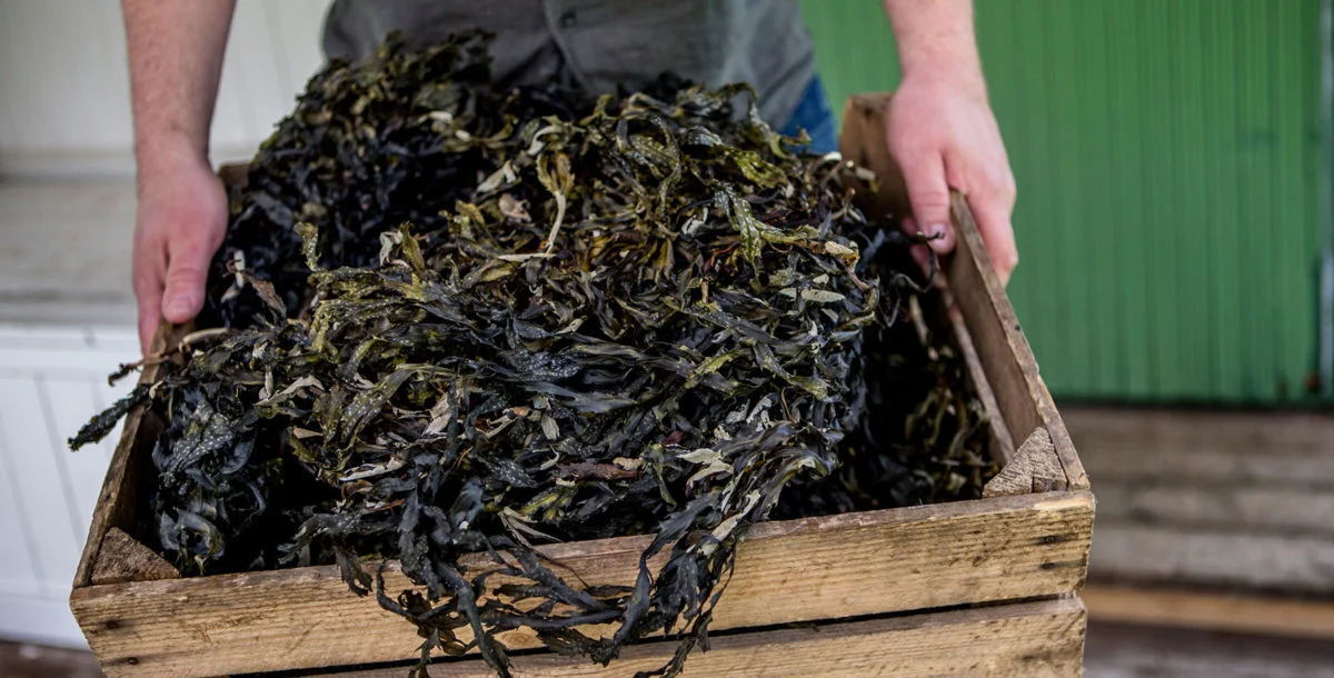 seaweed.jpg