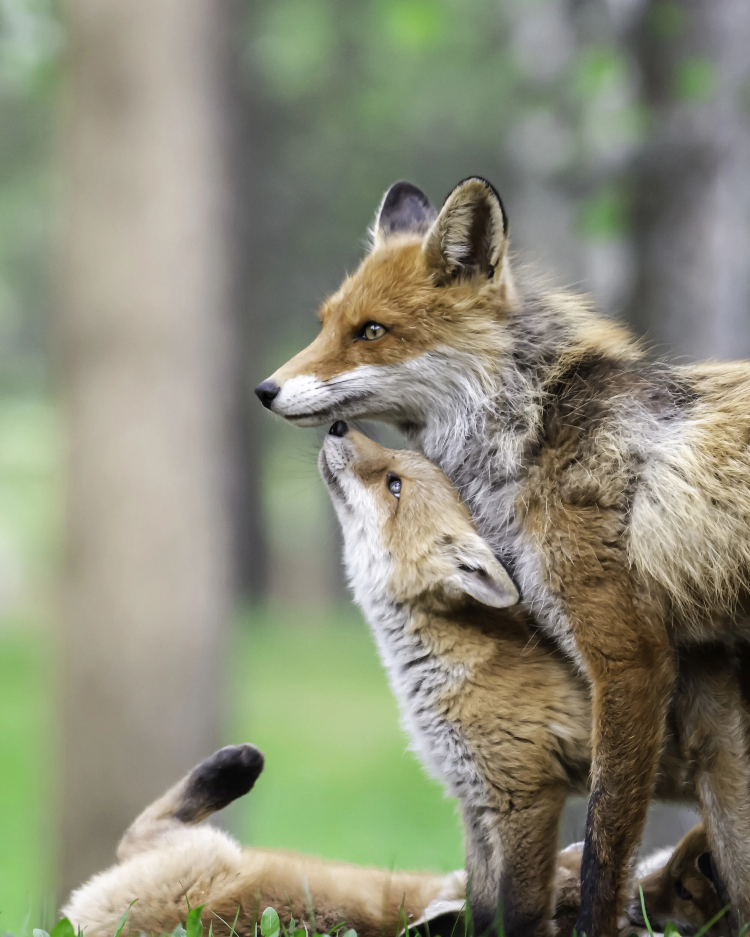 A Fox cub cuddling with it’s mother. One of my personal favourites.