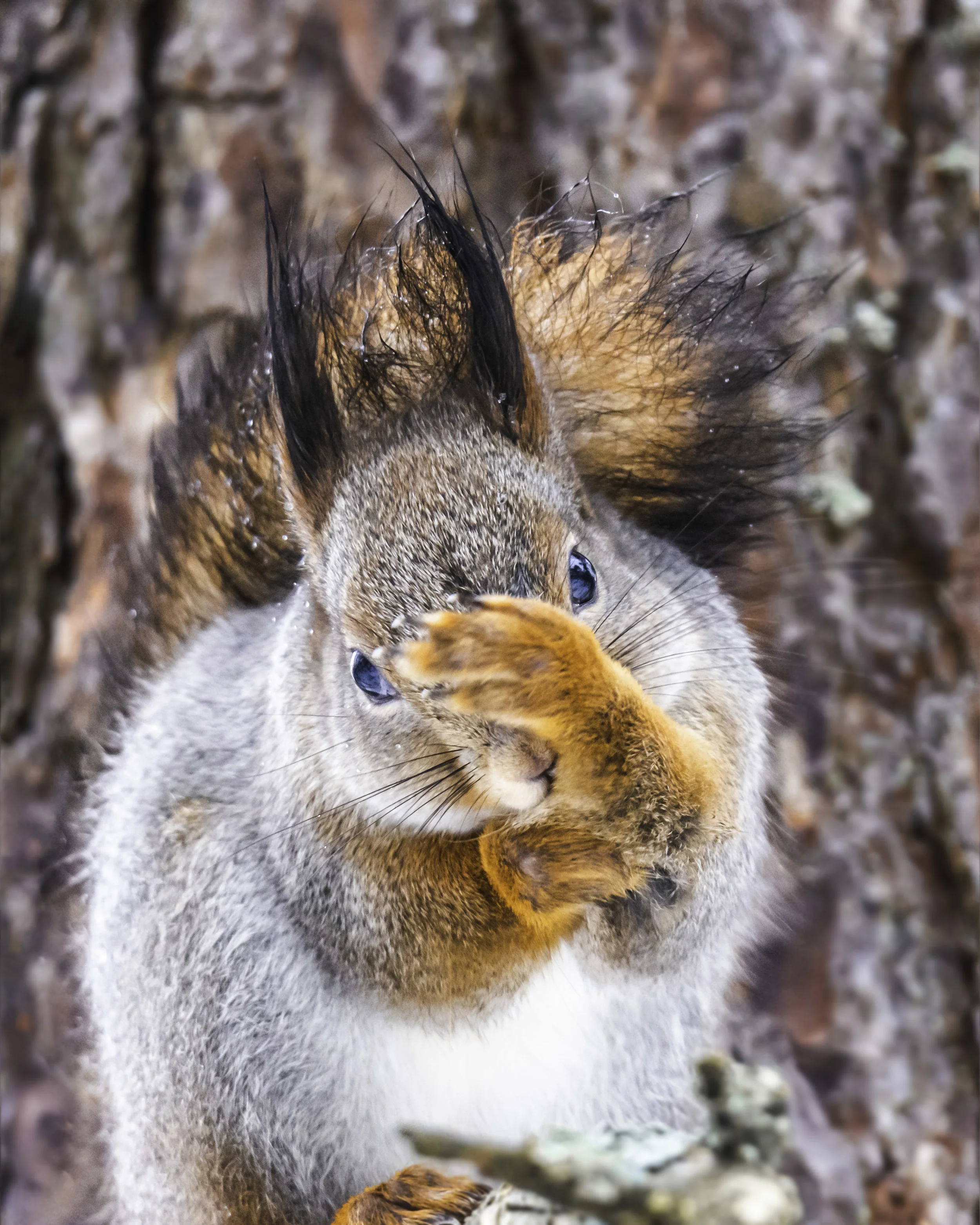 A squirrel that wasn’t too amused by the rain.