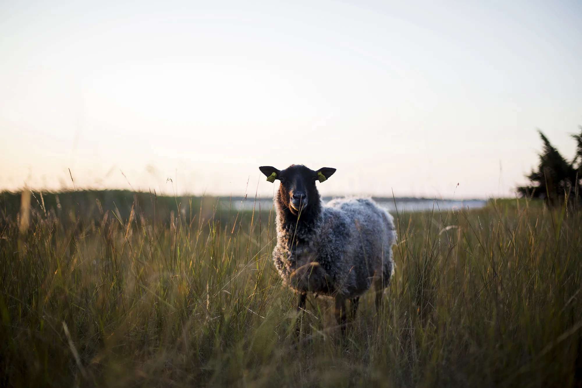 On one of my photo walk through a field, here I encountered a curious sheep.