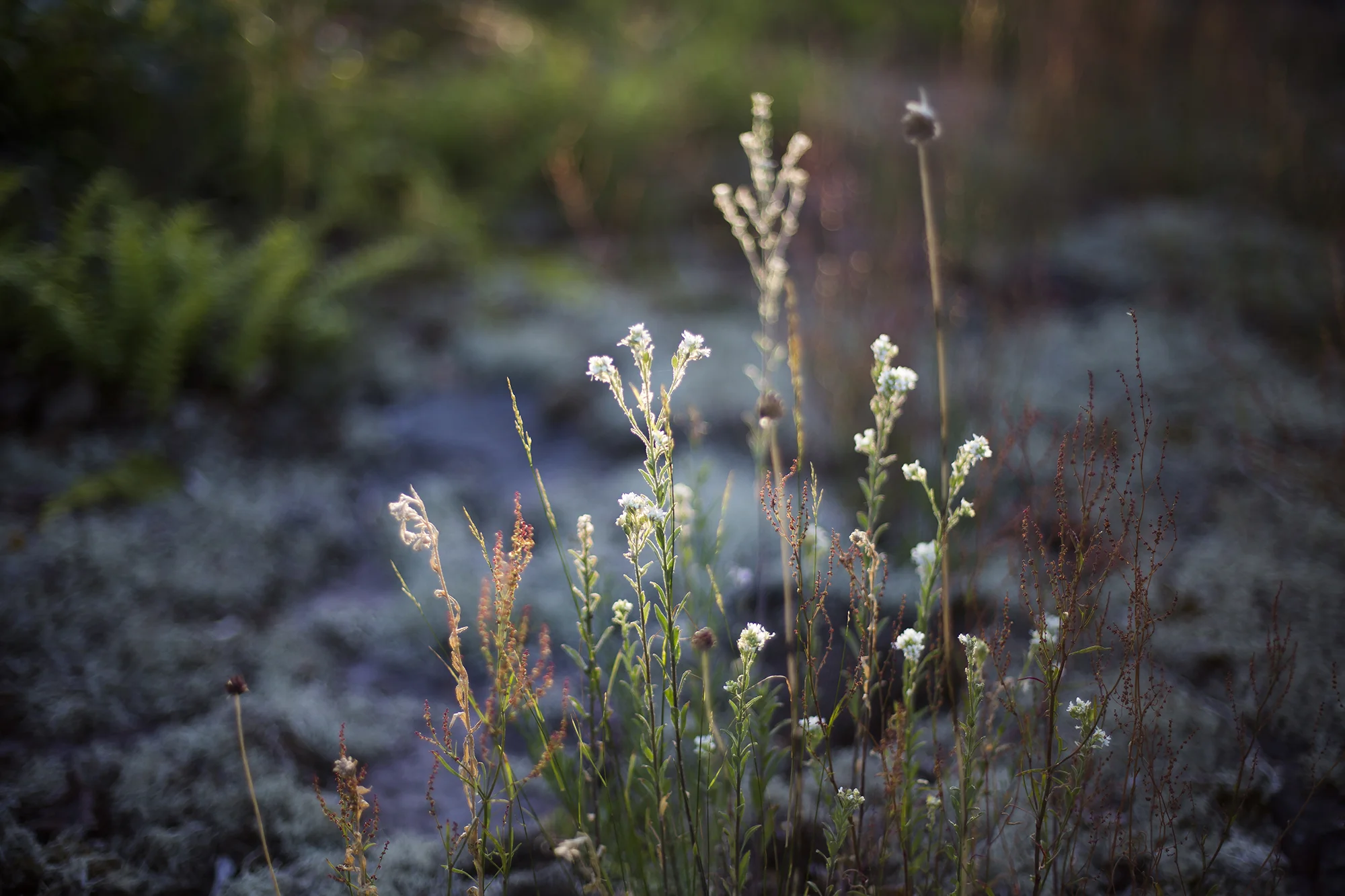 Capturing the soft evening light…