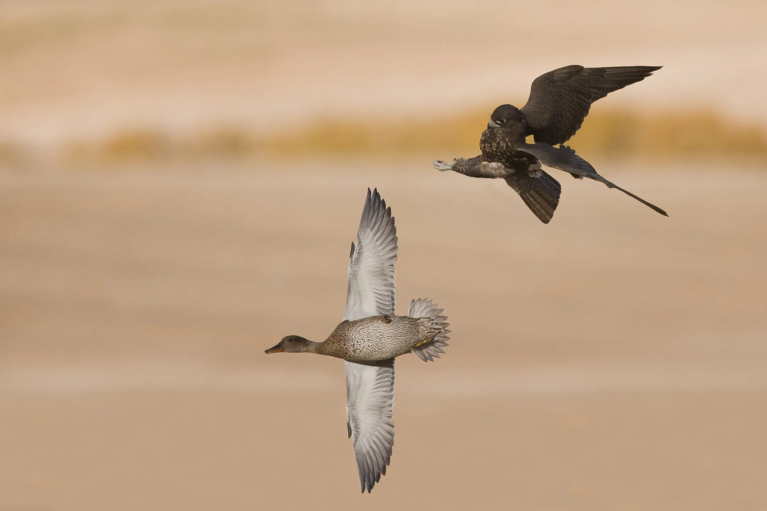 _C2H6494-without gear.jpg