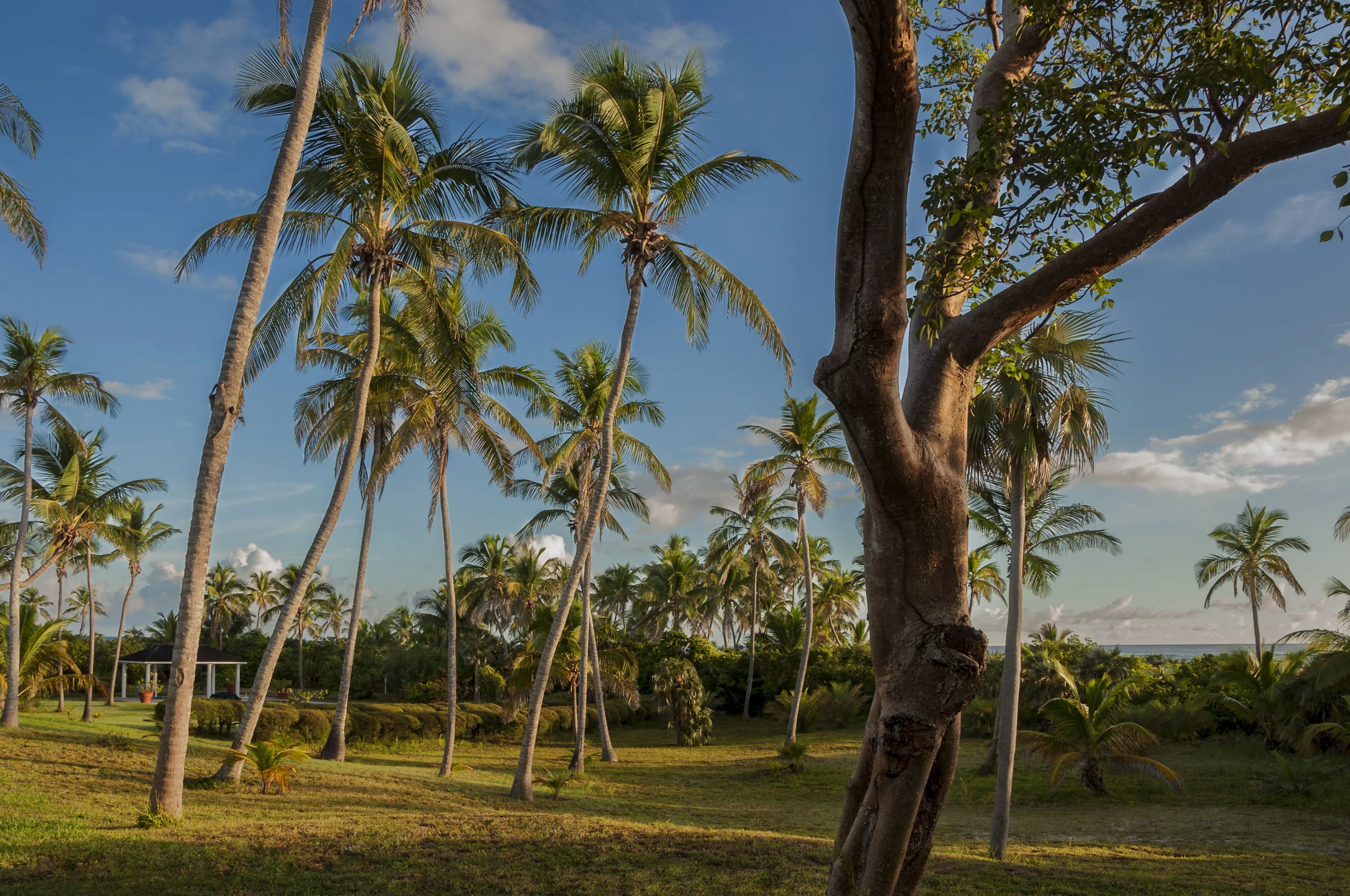 _DSC0250-SW Bahamas-mls.jpg