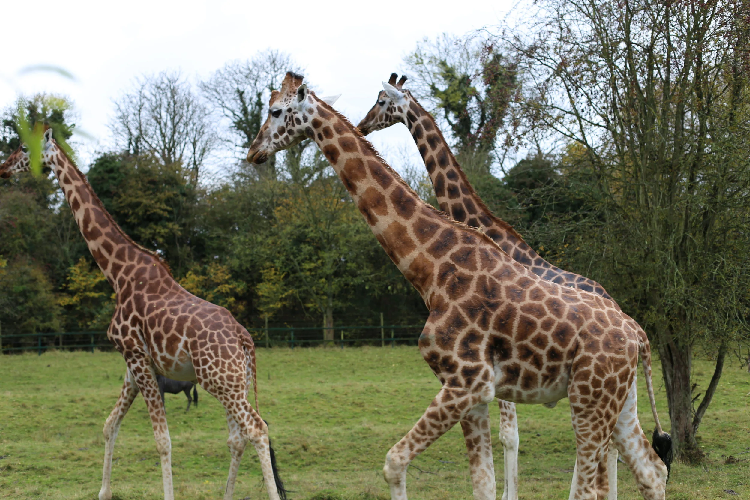 A festive exploration with Origins