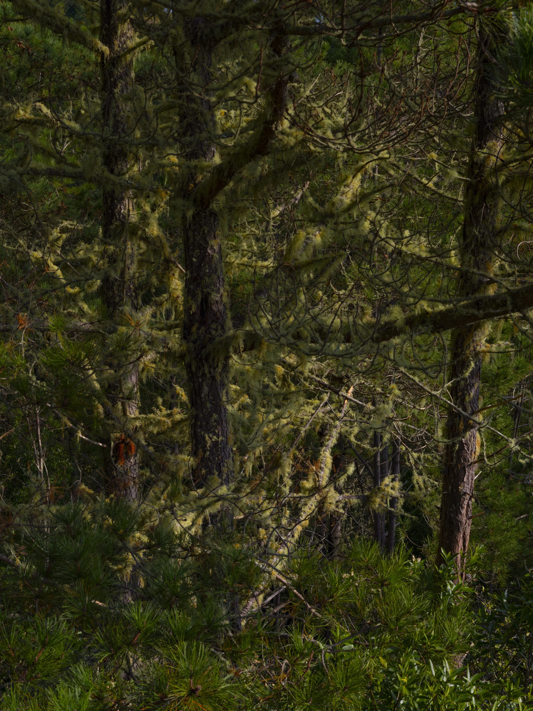 Elizabeth Snowden-116.jpg