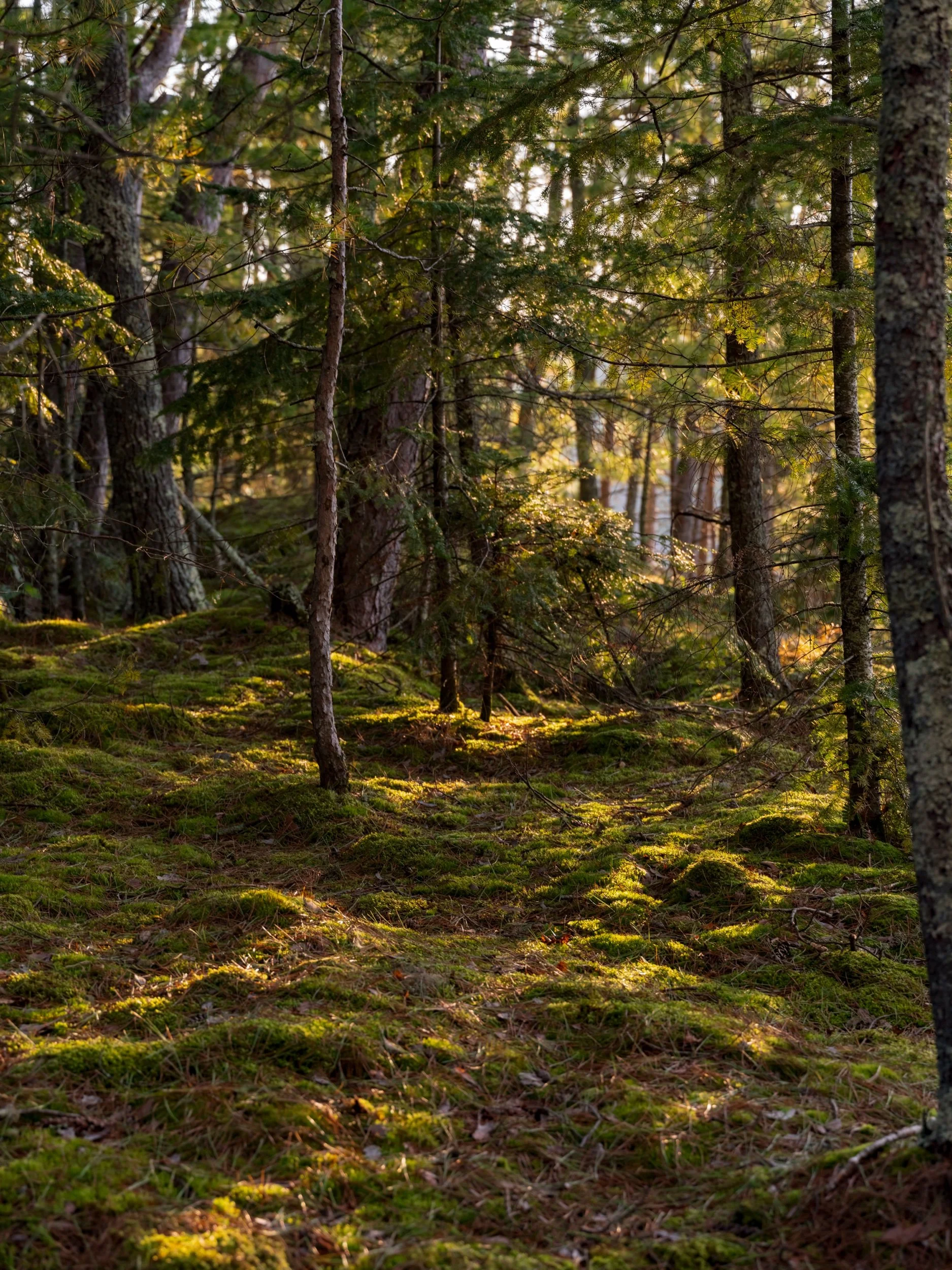 The Island - Web-70.jpeg