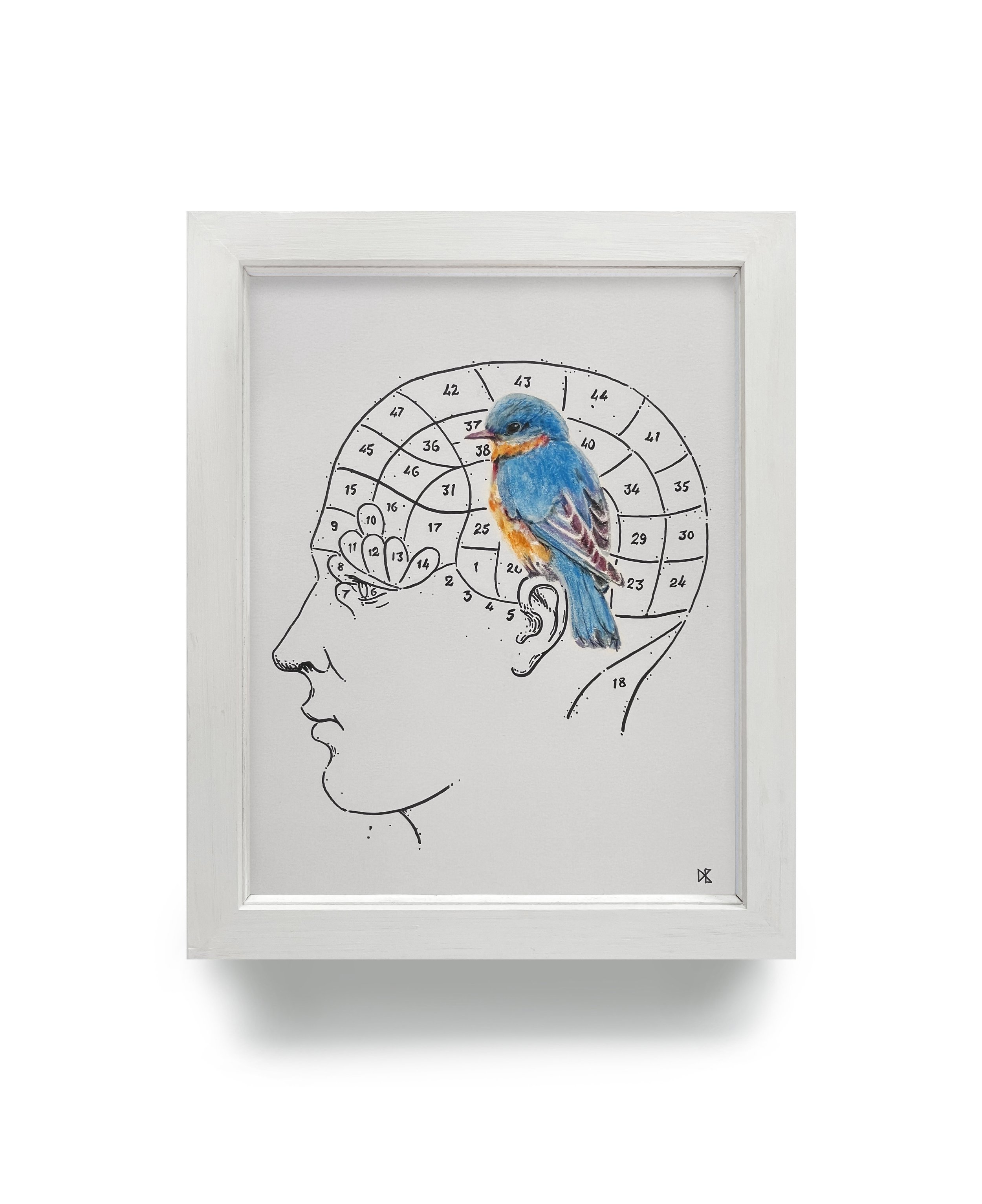 Bird Brain