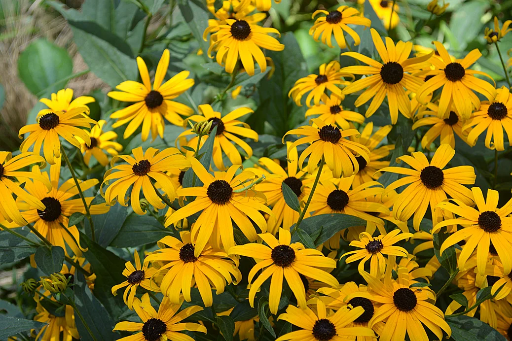 blackeyed-susan-goldsturm.jpg