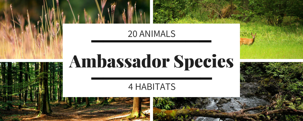 20 Animals.png