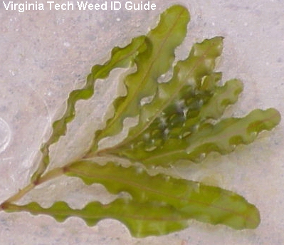 Curley Leaf Weed