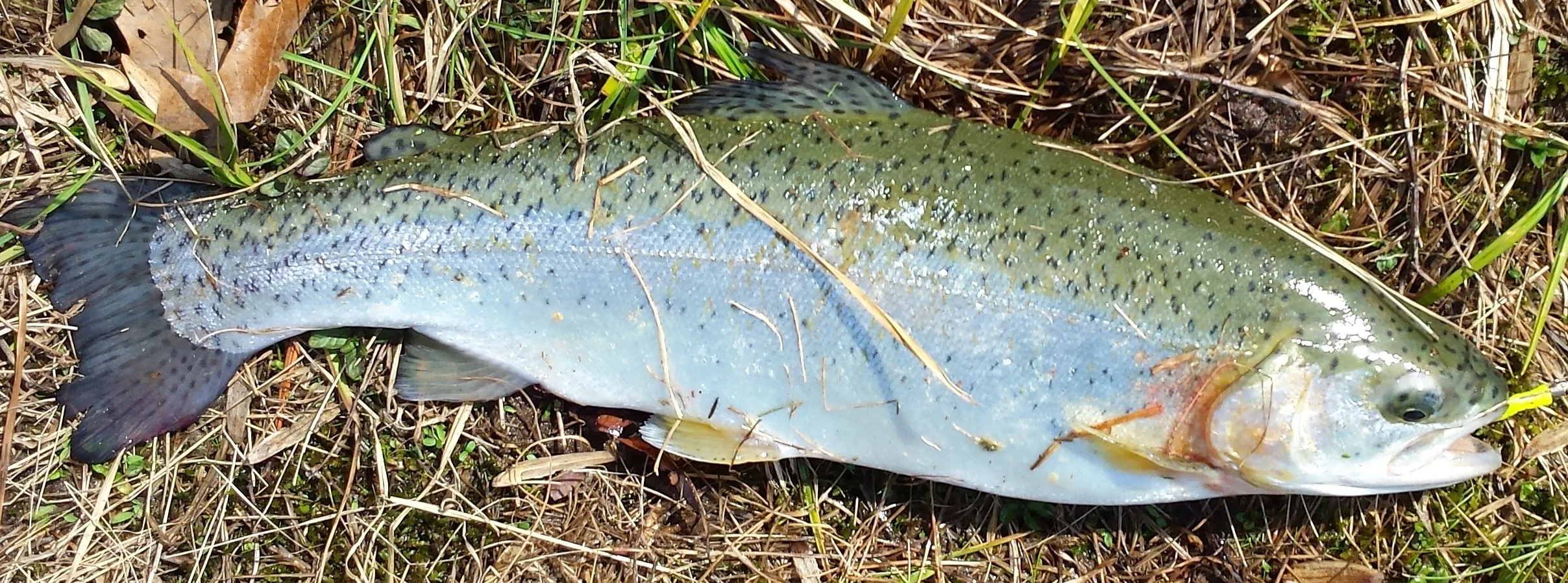 toop trout 1.jpg