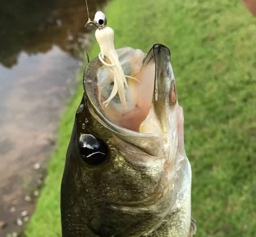 13 small bass caught on the Fourth of July