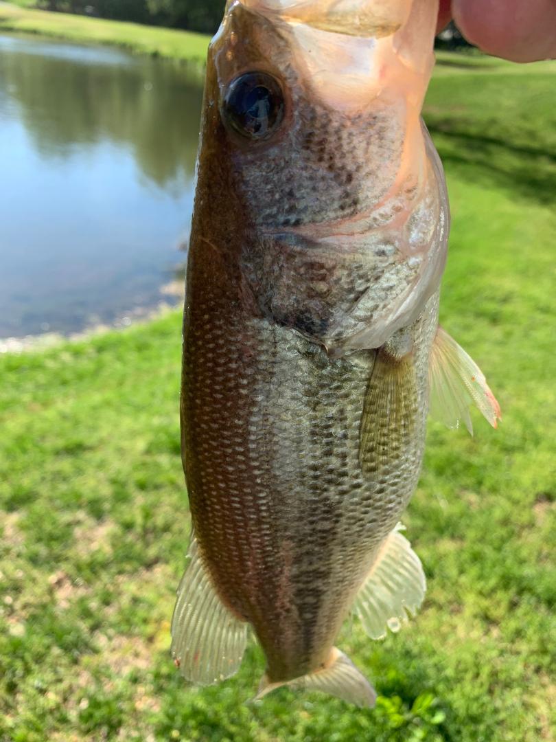 Tim Hess' bass took 2nd place