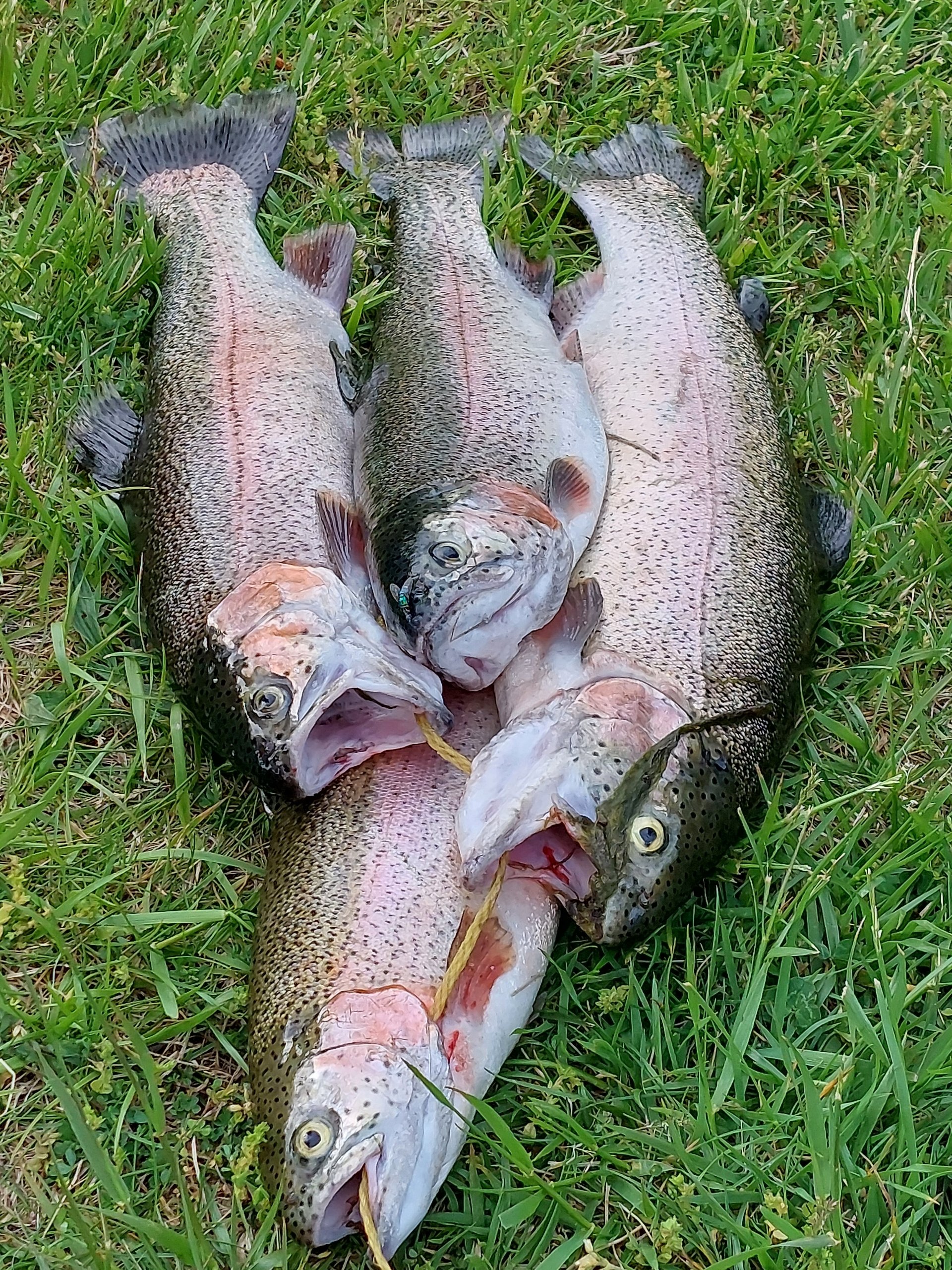 Four trout.jpeg