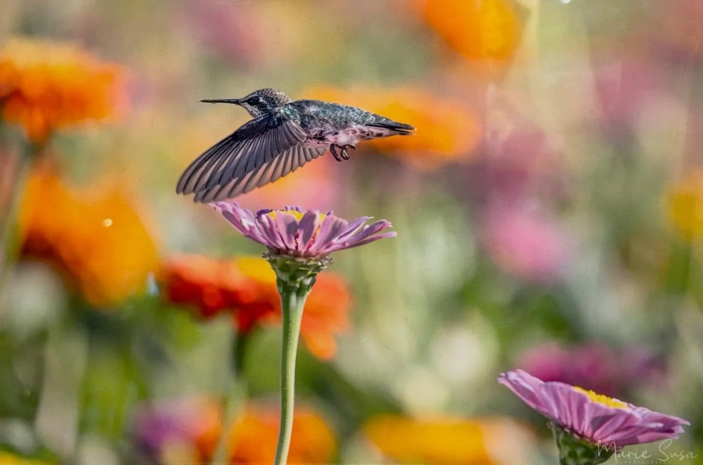There&rsquo;s so much to love in this photograph by @mariesusaphotography. My favorite part is the sense of whimsy in the capture. Seeing the tiny hummingbird hovering over the zinnia really brings its delicate scale to life.  What&rsquo;s your favor
