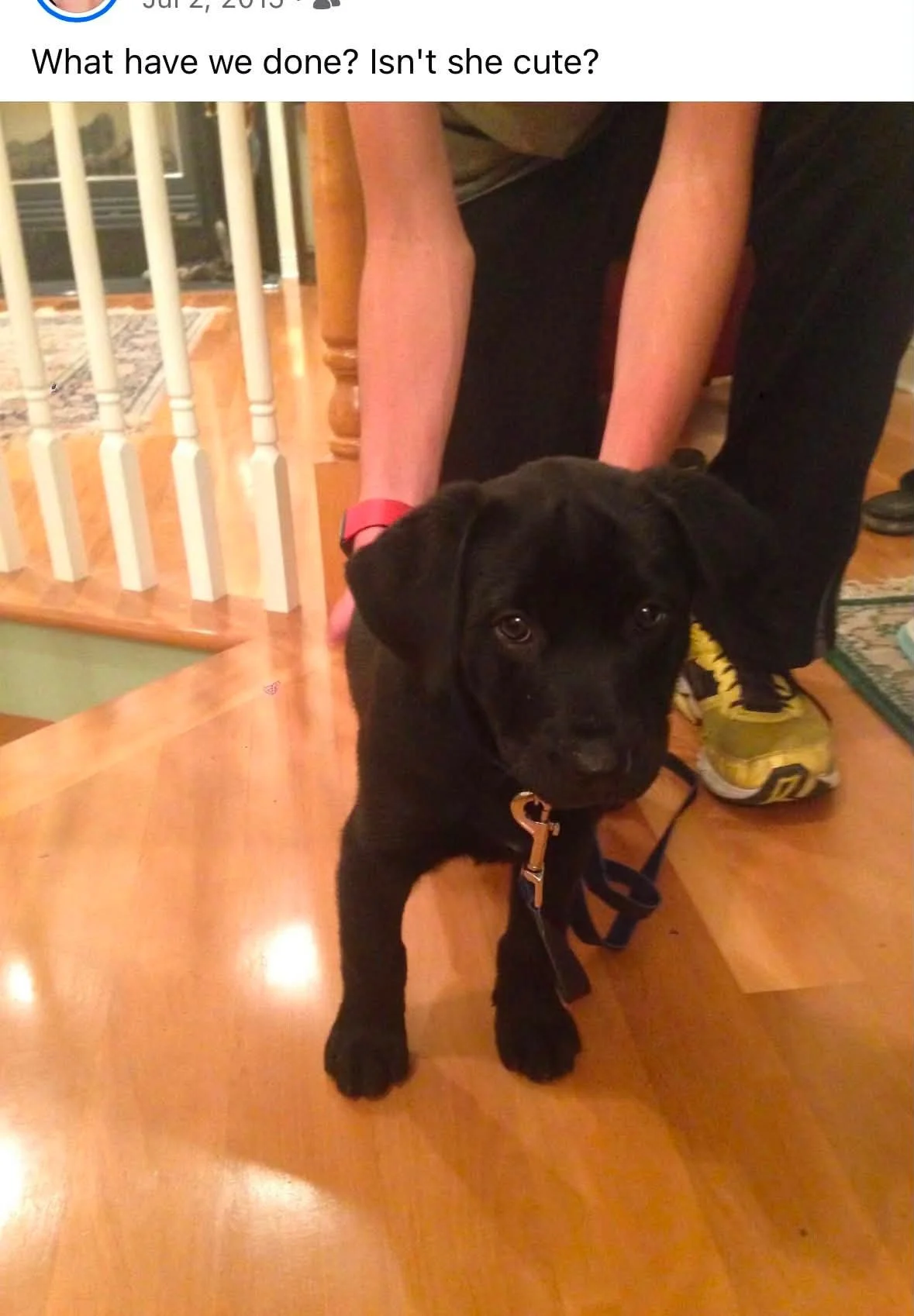 11 years and 2 days ago we brought Stevie home. She is still so cute and the best dog ever.