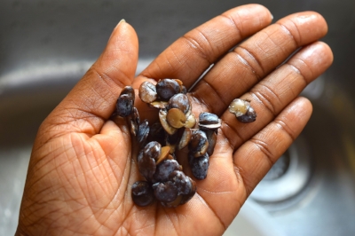 Iru (locust beans) (Photo credit: Afrolems )